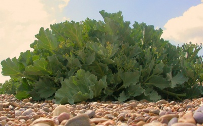 Sea Kale