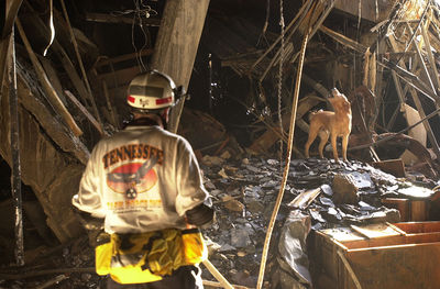 Search and Rescue Dog