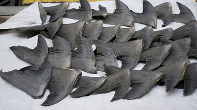 Shark finning