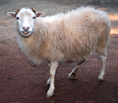 The Wool Industry - The Pet Wiki