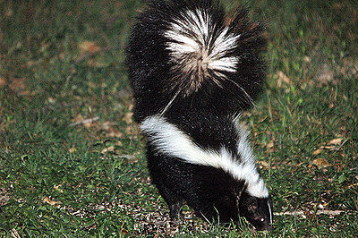 skunk