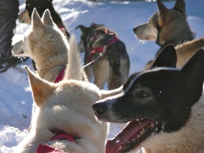 Sled Dogs