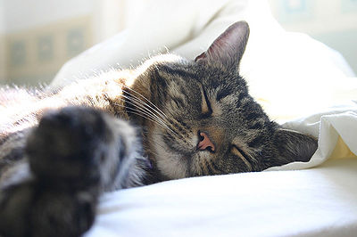 Train Your Cat to Sleep at Night - The Pet Wiki