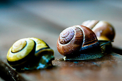 Snail Traffic Jam