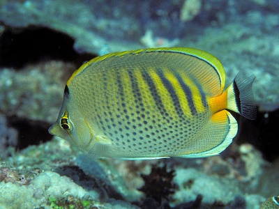 Spotband Butterflyfish