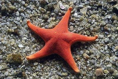 Starfish