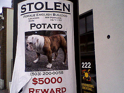 Stolen Dog