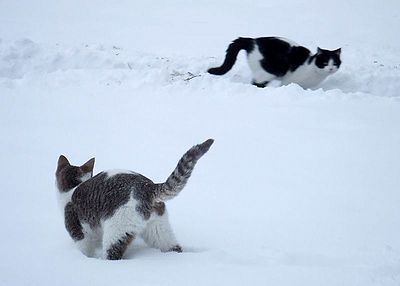 Stray Cat Snow