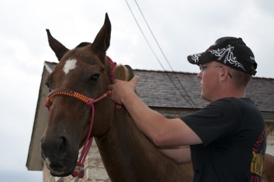 Therapy Horse