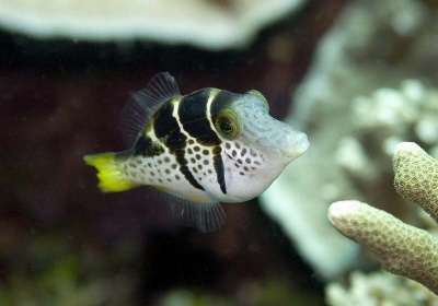 Valentini Pufferfish