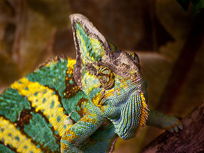 translucent veiled chameleon changing colors