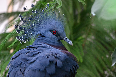 Victoria Crowned Pigeon