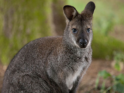 Wallaby