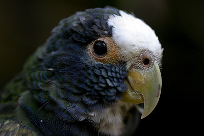 White Crowned Parrot