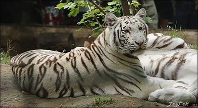 White Tigers