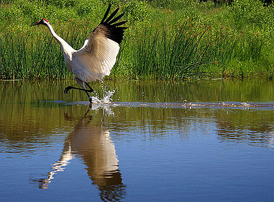 Whooping Crane