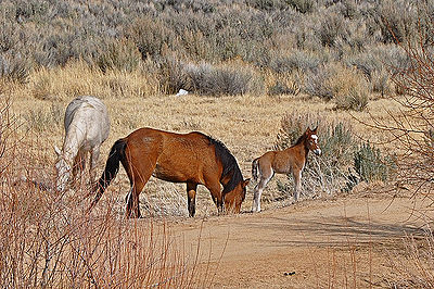 Wild Horses