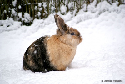 Winter Rabbit