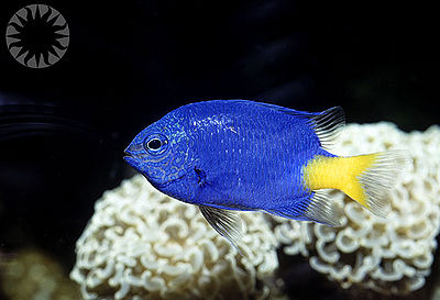 Yellowtail_Damselfish