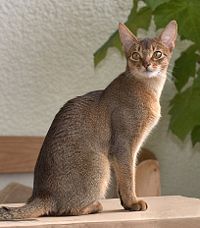 ‎Abyssinian