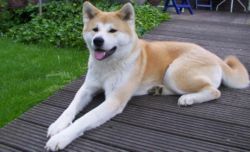 Akita Inu