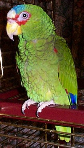 Amazon Parrot