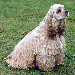 American Cocker Spaniel