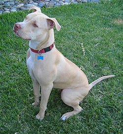 American Staffordshire Terrier