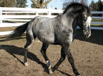 frost appaloosa