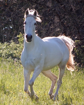 Arabian Horse