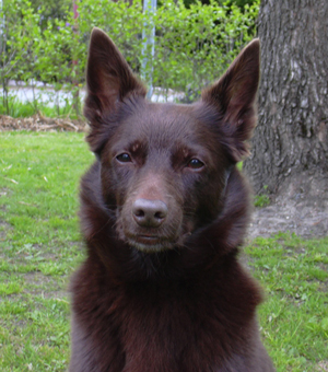 Australian Kelpie