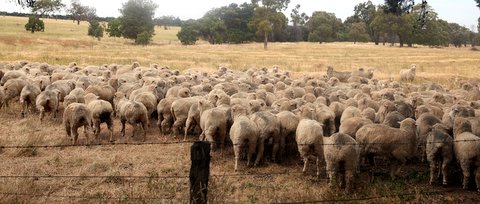 Australian Sheep