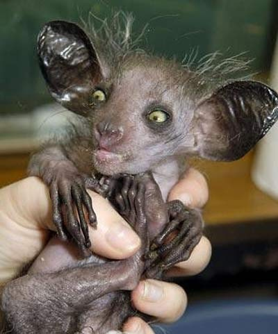 Aye-Aye