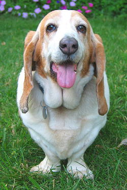 are basset hounds good with chickens