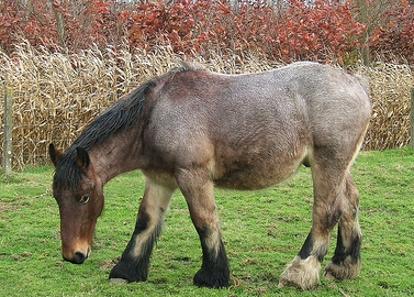 Belgian Horse