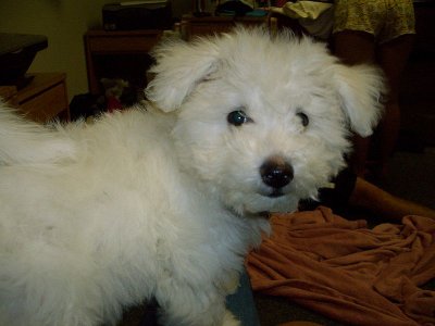 Bichon Frise