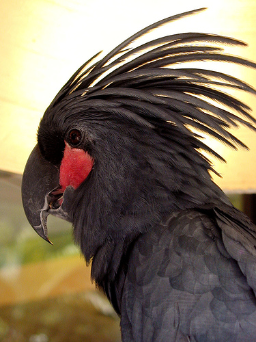 Palm Cockatoo The Pet Wiki