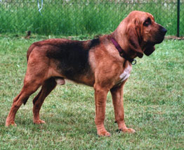 ‎Bloodhound