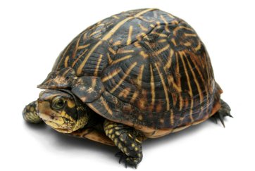 Box Turtle