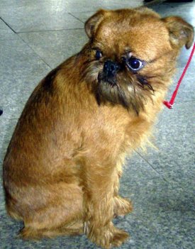 Brussels Griffon