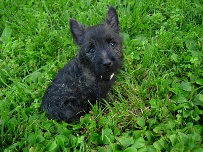 Cairn Terrier