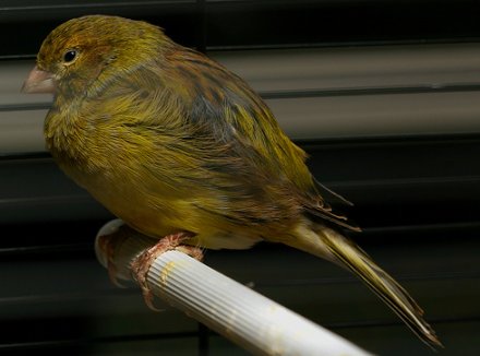 Canary