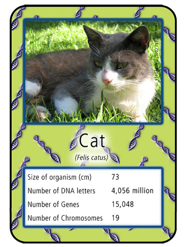 Cat DNA