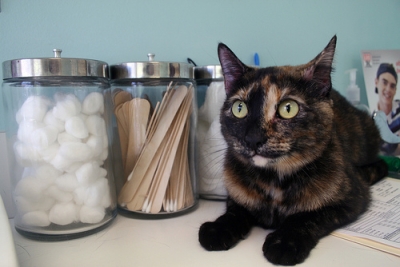 Cat at the Vet