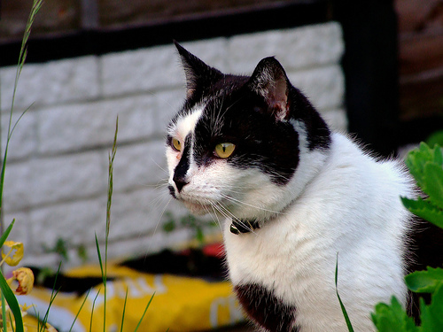 Cat in garden