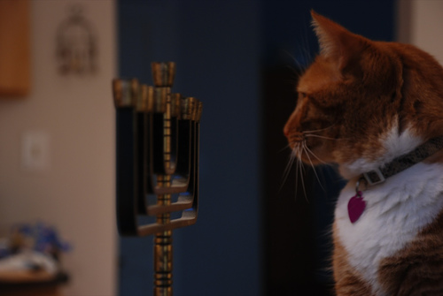 cat looking at a chanuka menorah