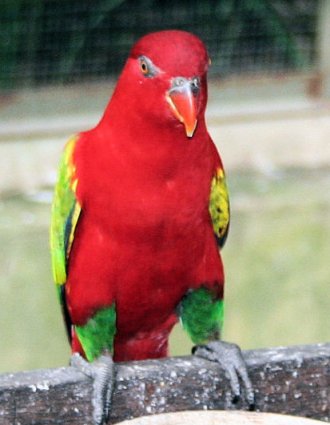 Chattering Lory