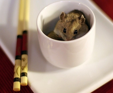 Chinese Hamster