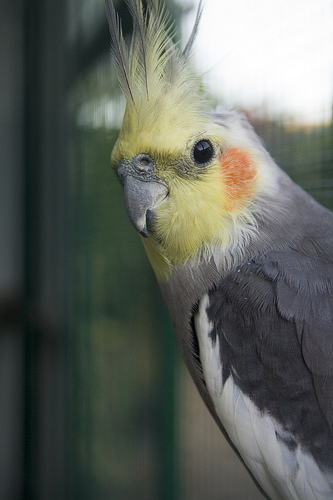 Cockatiel