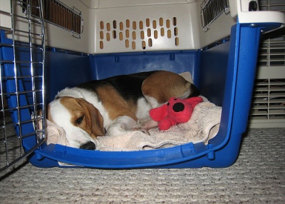 Aspca crate outlet tray